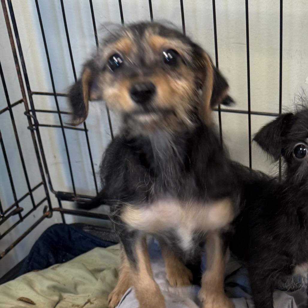 Enlarge Rosie (in PA), a Adoptable Schnauzer in Huntsville, AL image 4/4