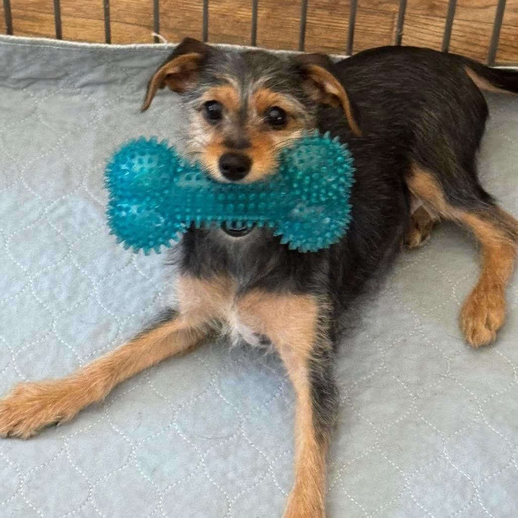 Enlarge Rosie (in PA), a Adoptable Schnauzer in Shoemakersville, PA image 6/6