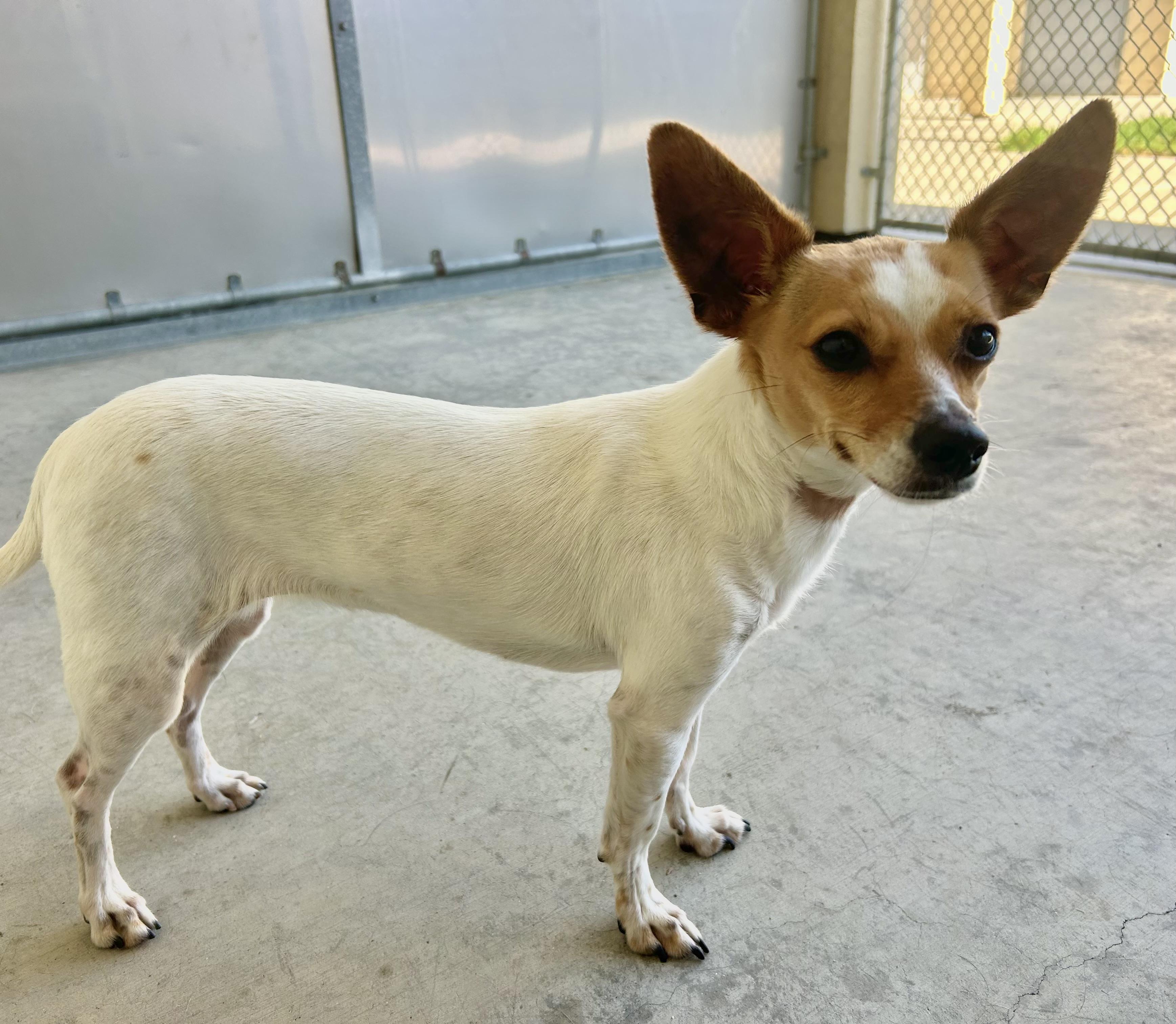 Enlarge Chiquis, a Adoptable mixed breed in Salinas, CA image 4/4