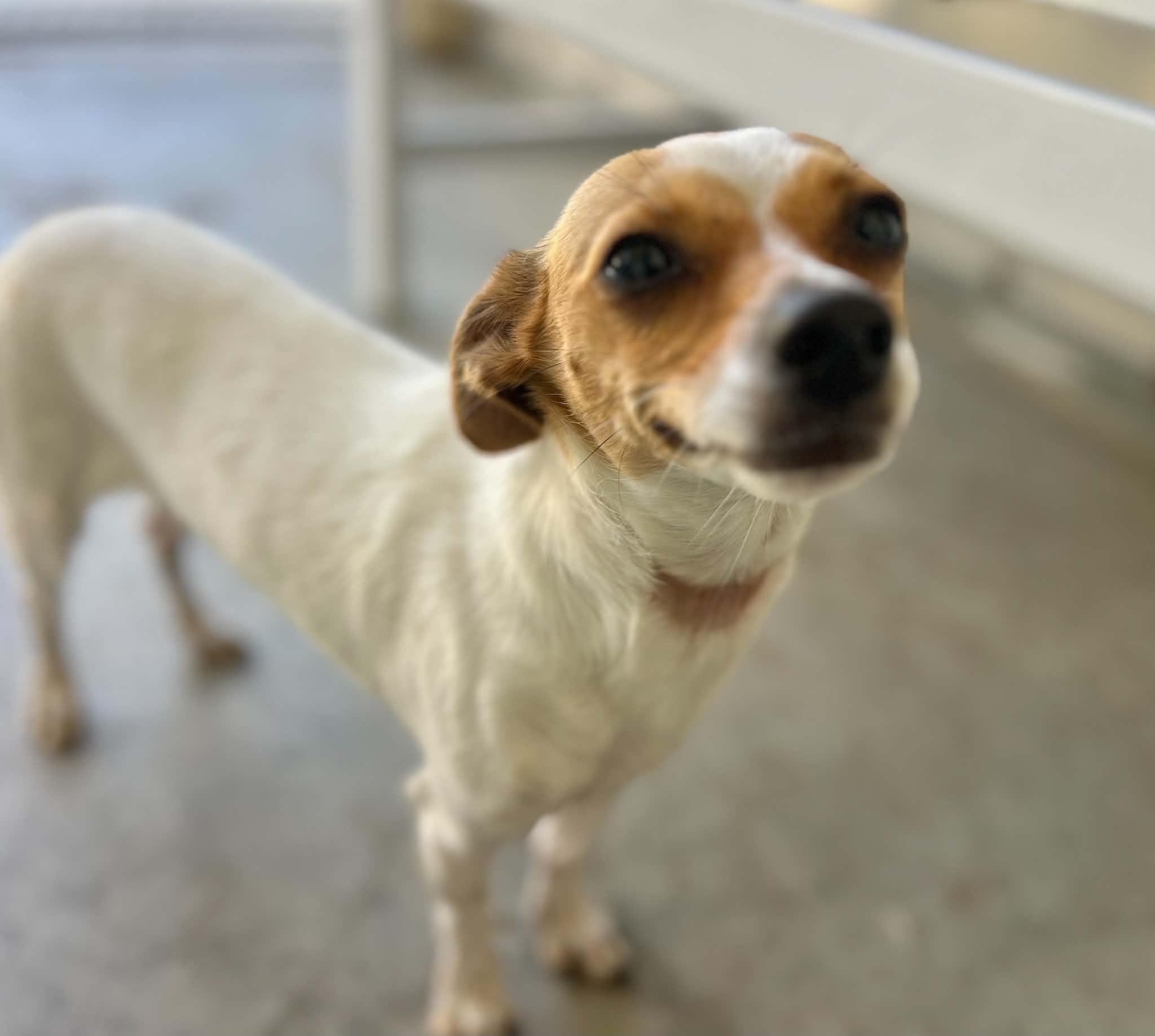 Enlarge Chiquis, a Adoptable mixed breed in Salinas, CA image 2/4