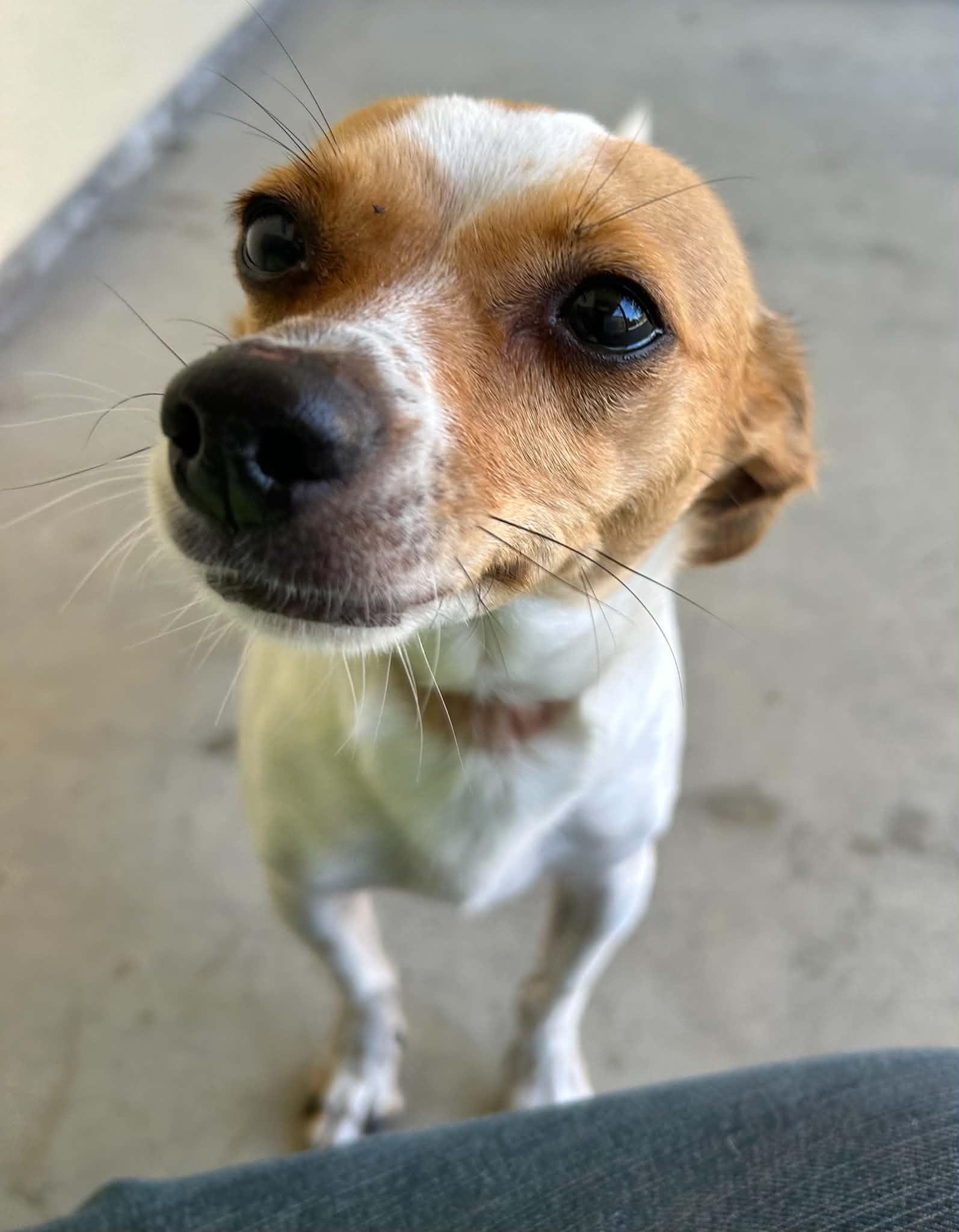 Enlarge Chiquis, a Adoptable mixed breed in Salinas, CA image 3/4