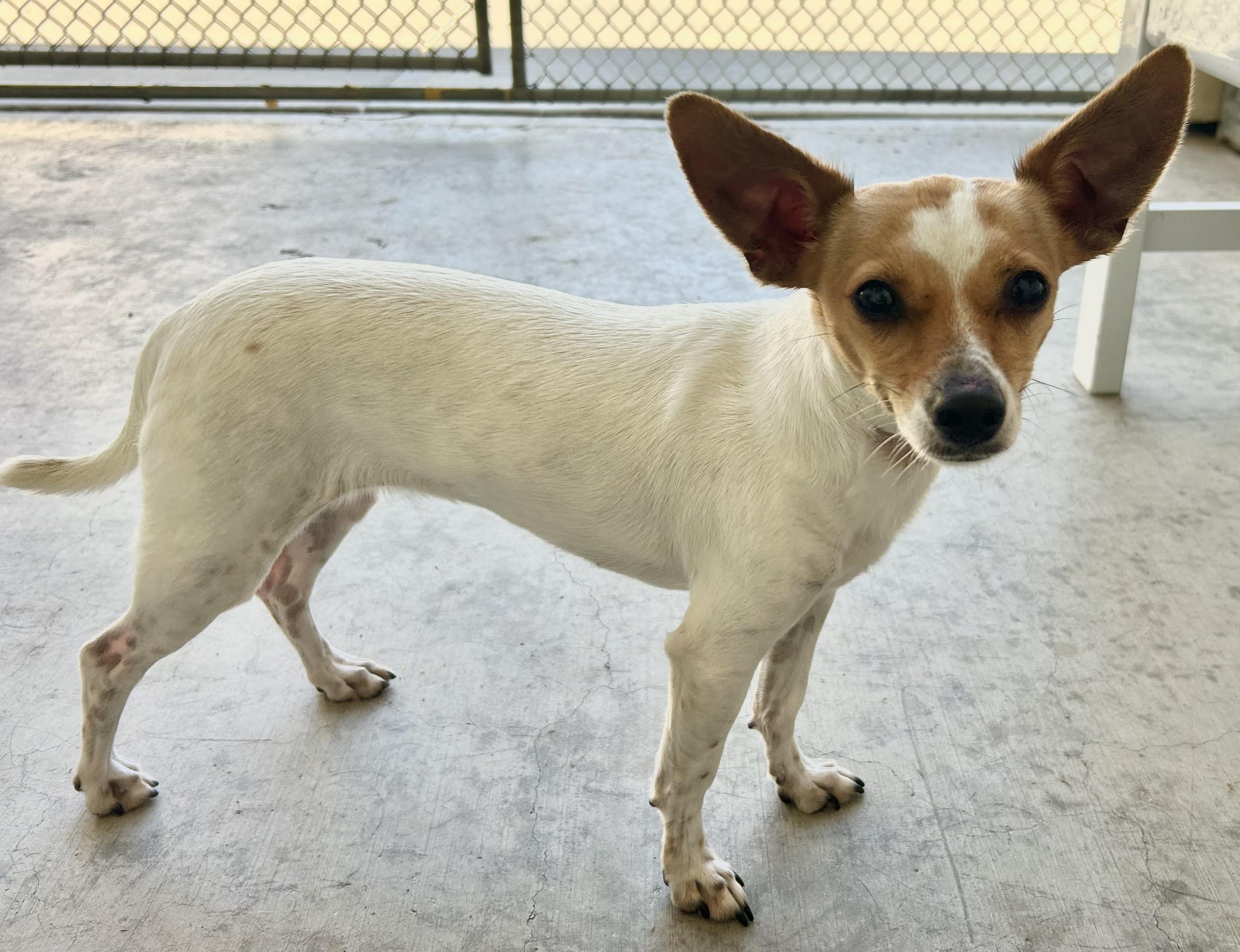 Enlarge Chiquis, a Adoptable mixed breed in Salinas, CA image 1/4
