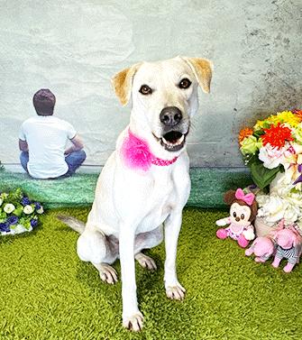 SOMI, Adoptable, Young Female Labrador Retriever.