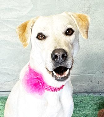 Enlarge SOMI, a Adoptable mixed breed in Castro Valley, CA image 2/3