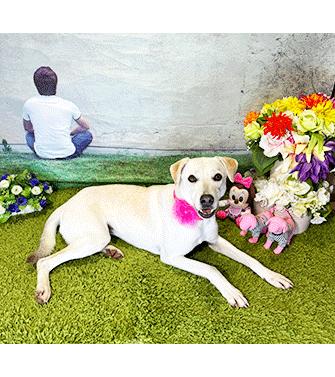 Enlarge SOMI, a Adoptable mixed breed in Castro Valley, CA image 3/3