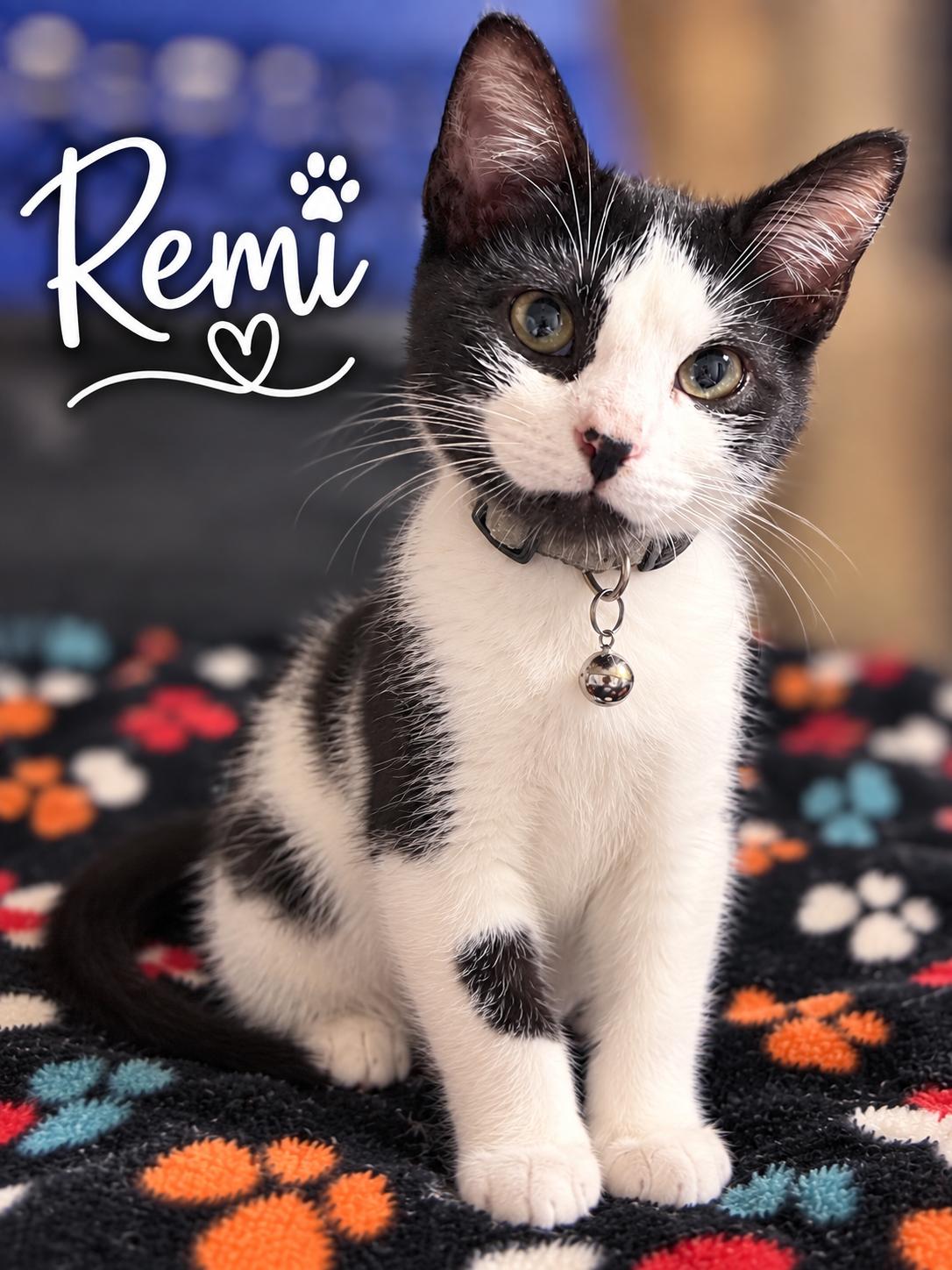 Remi, Adoptable, Young Female Domestic Short Hair.