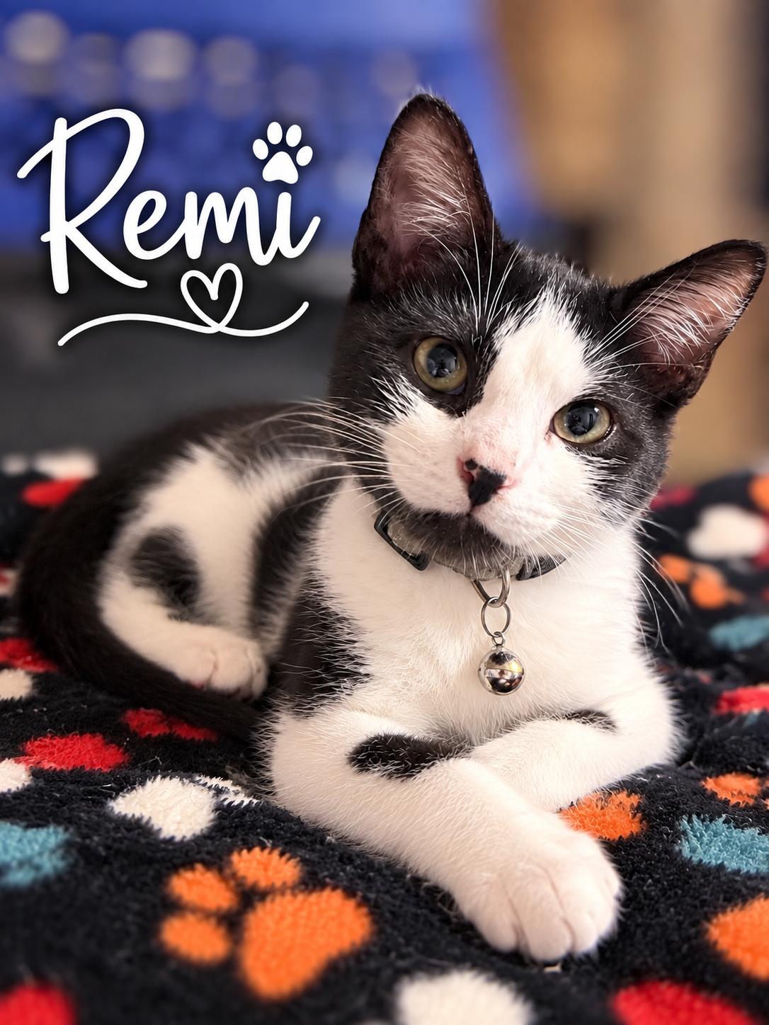 Enlarge Remi, a Adoptable Domestic Short Hair in Delmar, NY image 2/2