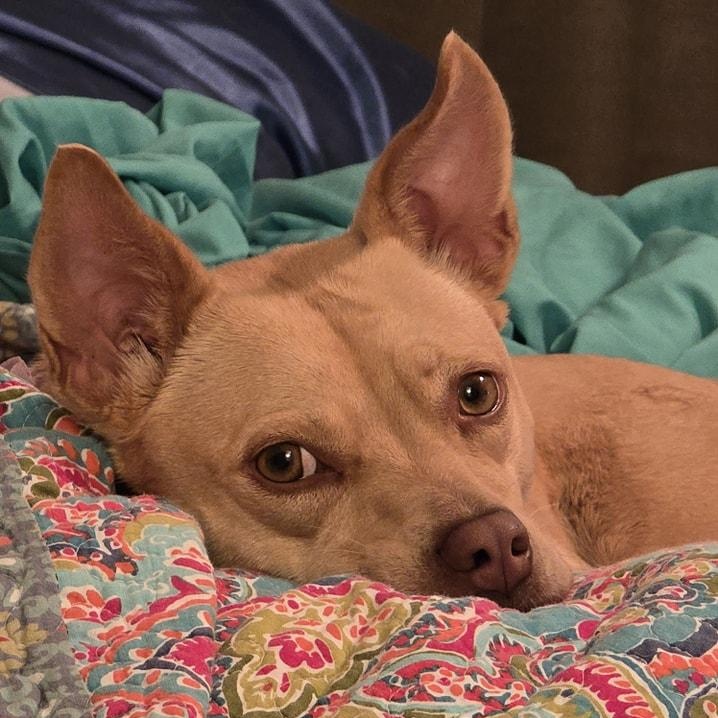 Lizotte MV13110-T, Adoptable, Adult Female Chihuahua & Whippet.