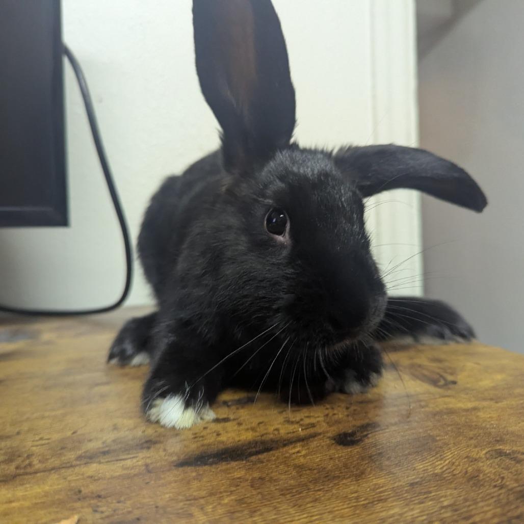 Geto, Adoptable, Baby Male American.