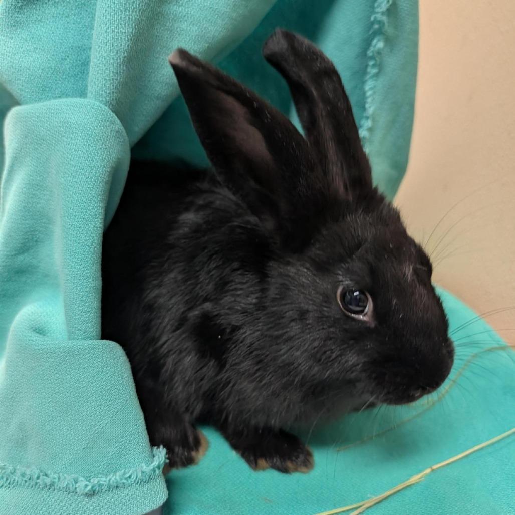Enlarge Geto, a Adoptable American in Tacoma, WA image 2/2