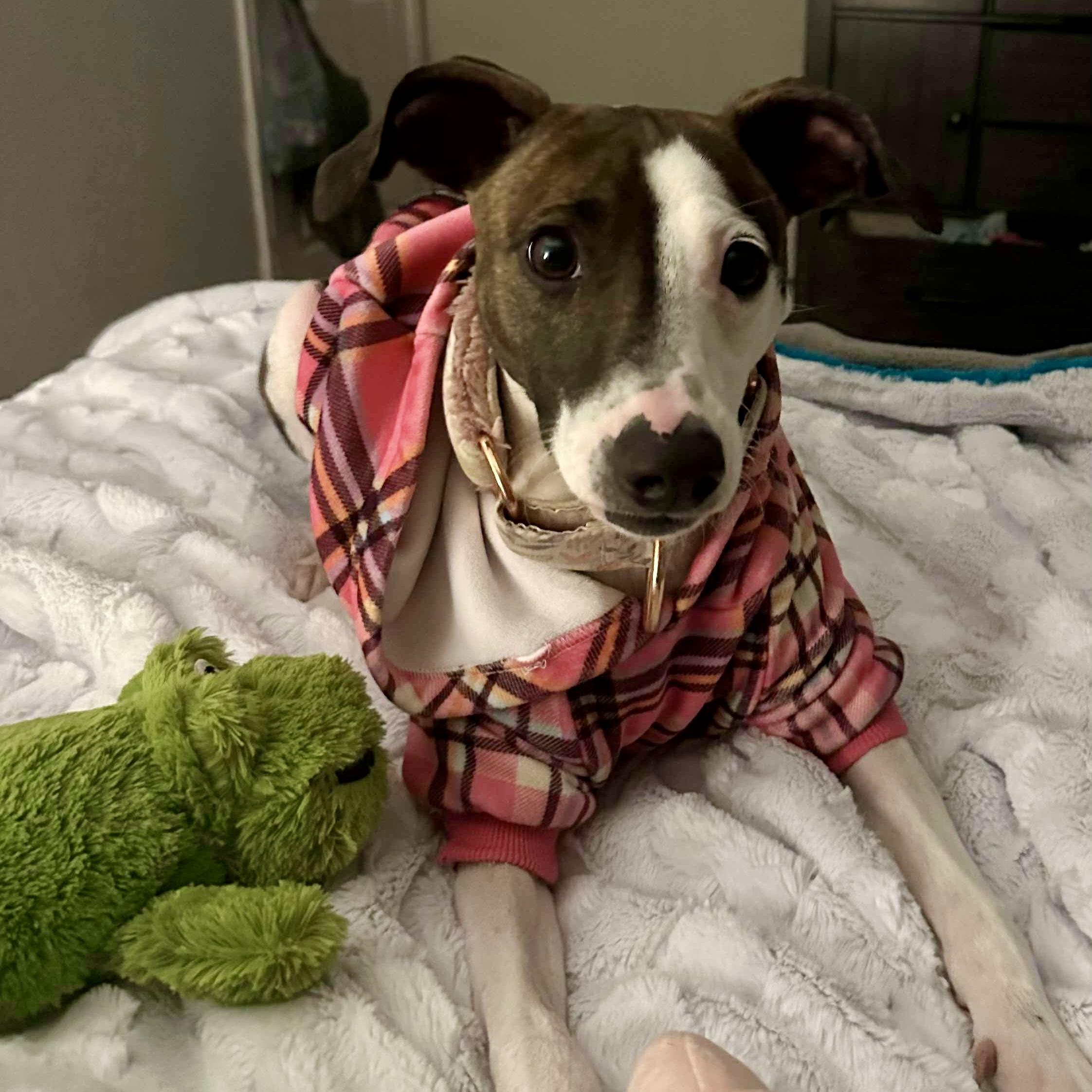 Minnie, Young Female Whippet