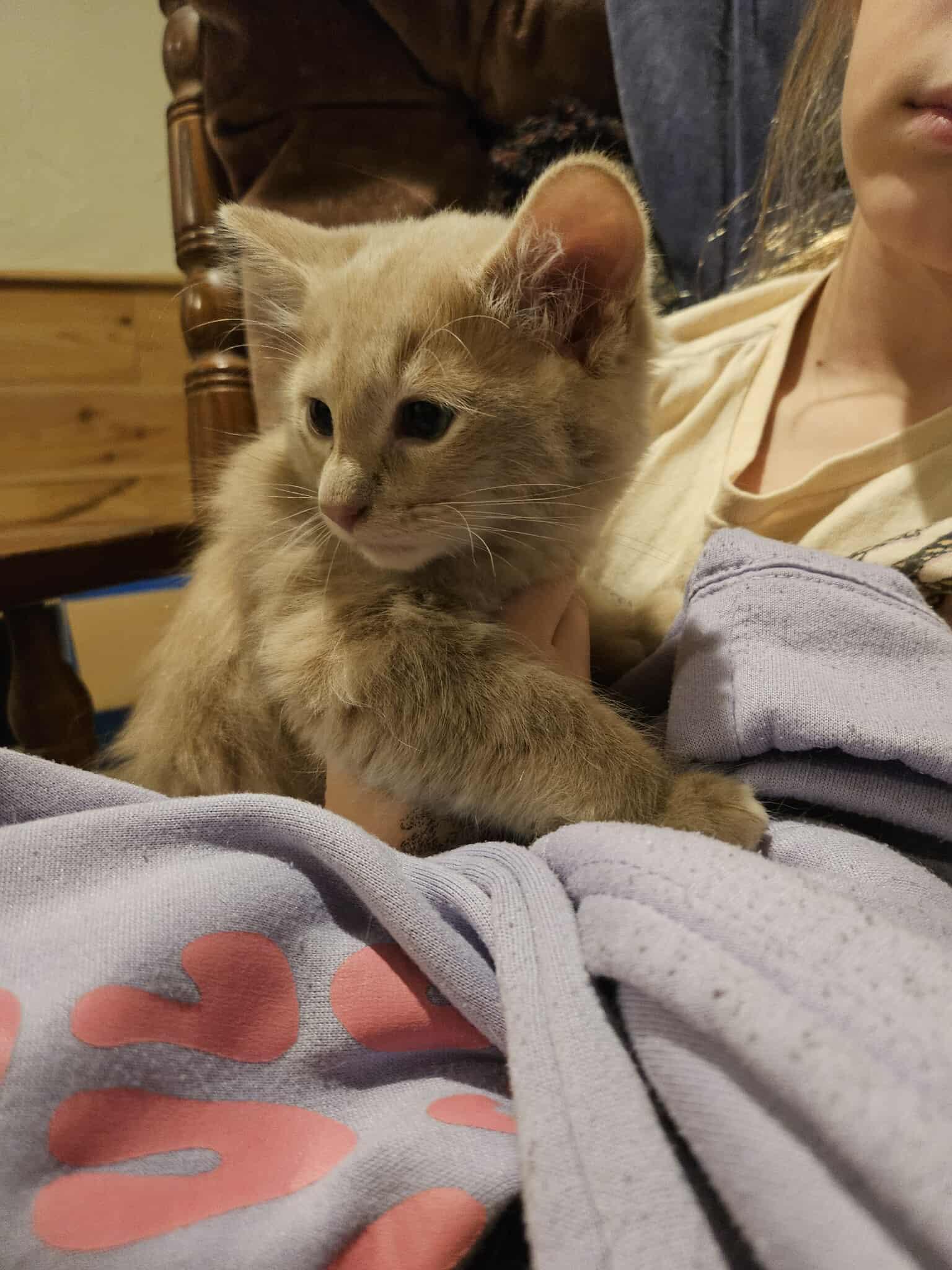 Rusty,Sable, Sunny & Pumpkin (Adopted in pairs), Adoptable, Kitten Female Domestic Short Hair.