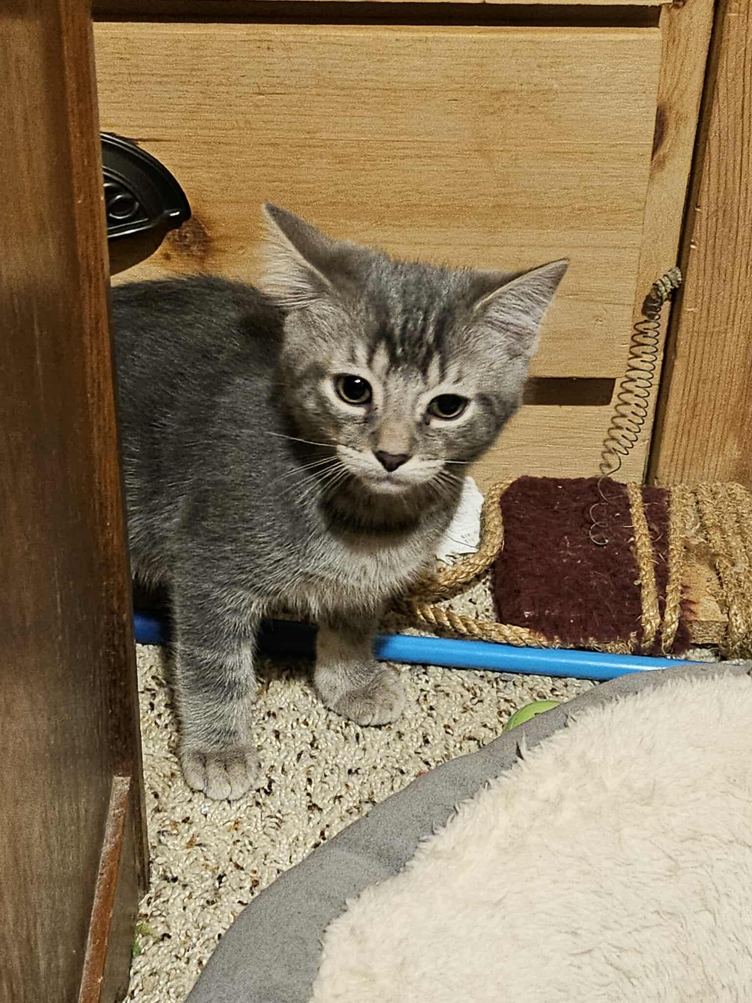 Rusty,Sable, Sunny & Pumpkin (Adopted in pairs), a Adoptable Domestic Short Hair image 2/4