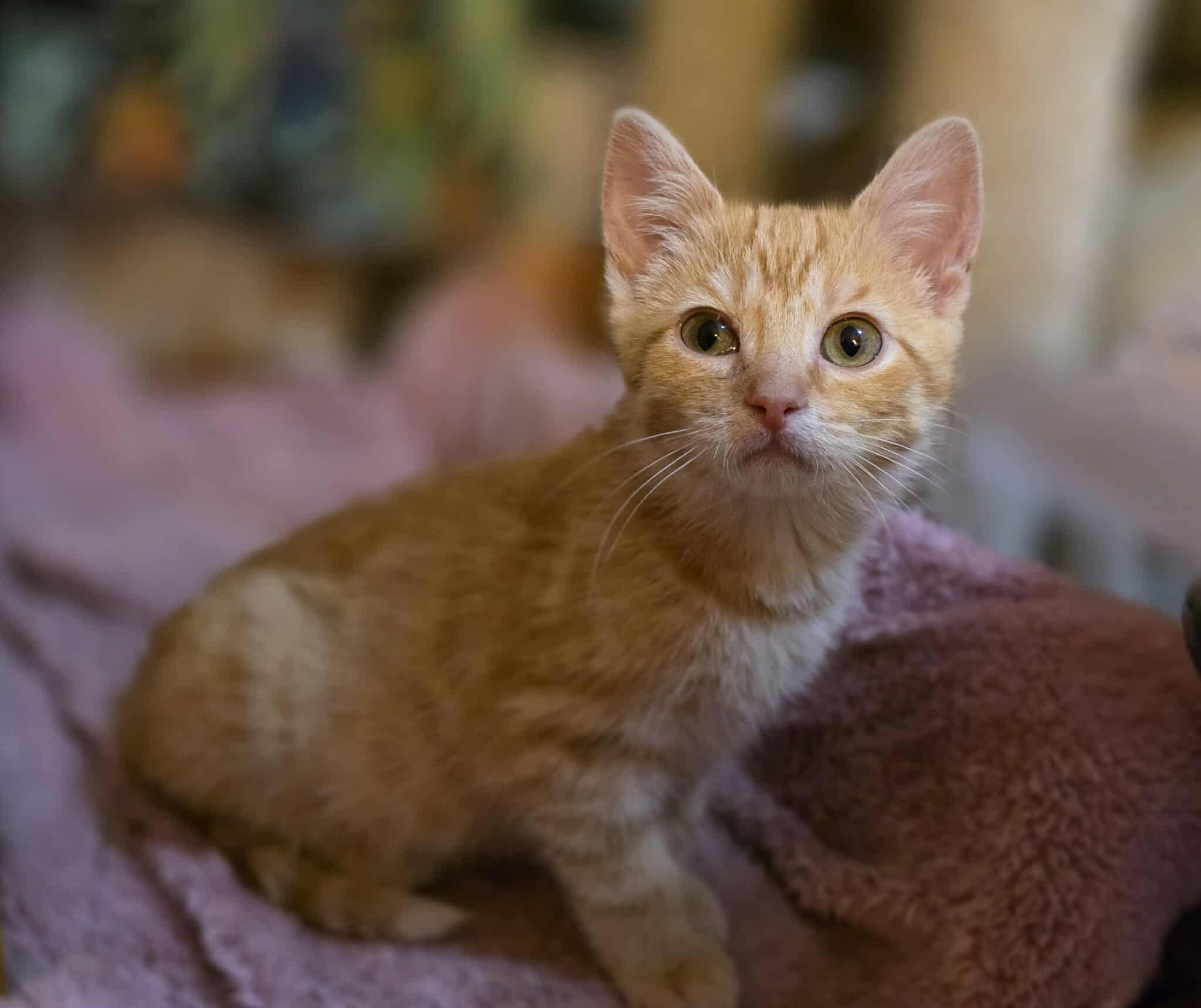 Rusty,Sable, Sunny & Pumpkin (Adopted in pairs), a Adoptable Domestic Short Hair image 3/4