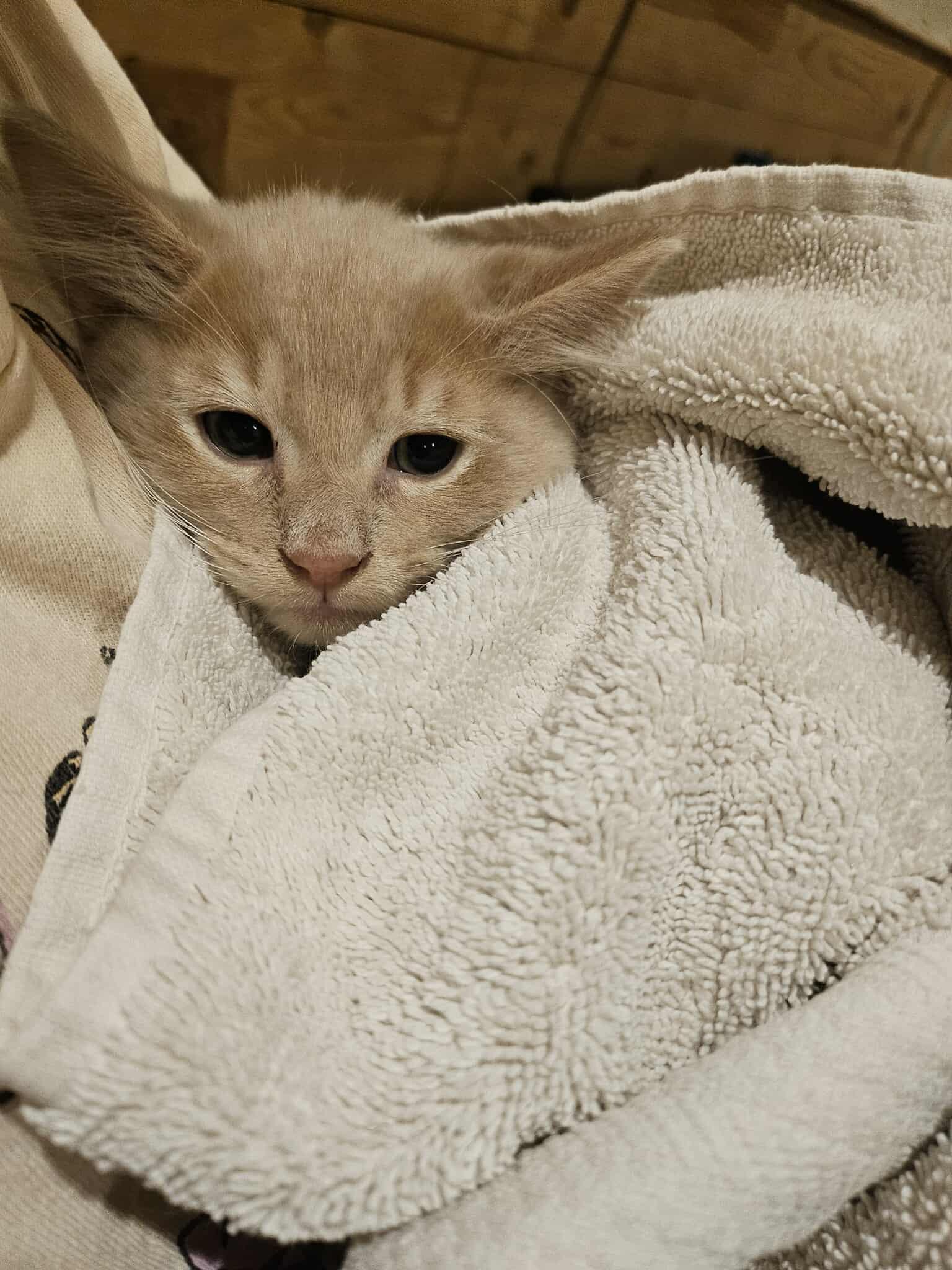 Rusty,Sable, Sunny & Pumpkin (Adopted in pairs), a Adoptable Domestic Short Hair image 4/4