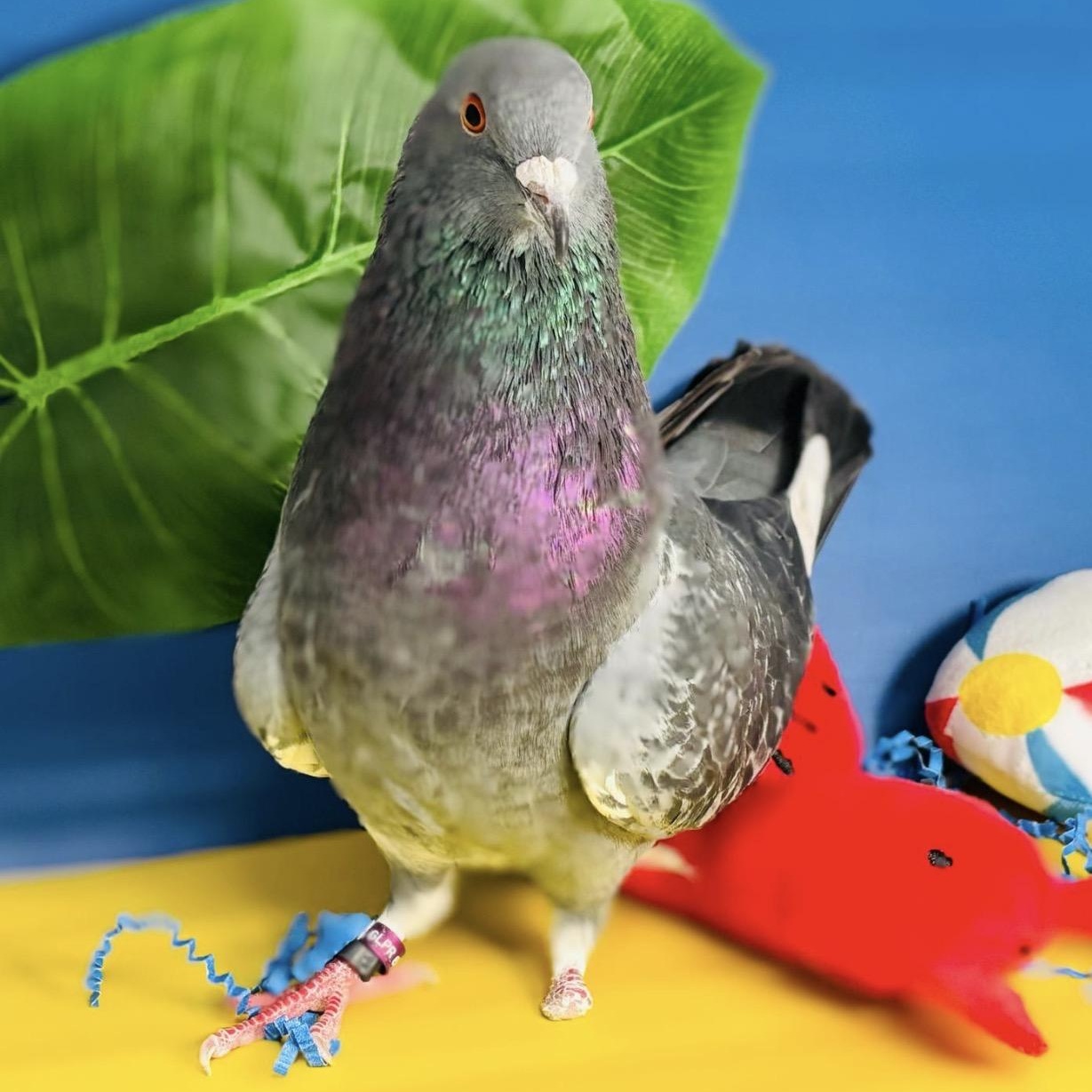 Ricochet, a ADOPTABLE Pigeon in Chicago, IL image 2/6