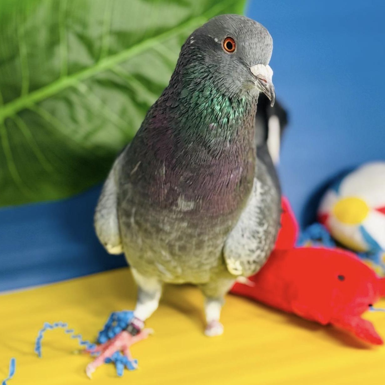 Ricochet, a ADOPTABLE Pigeon in Chicago, IL image 5/6