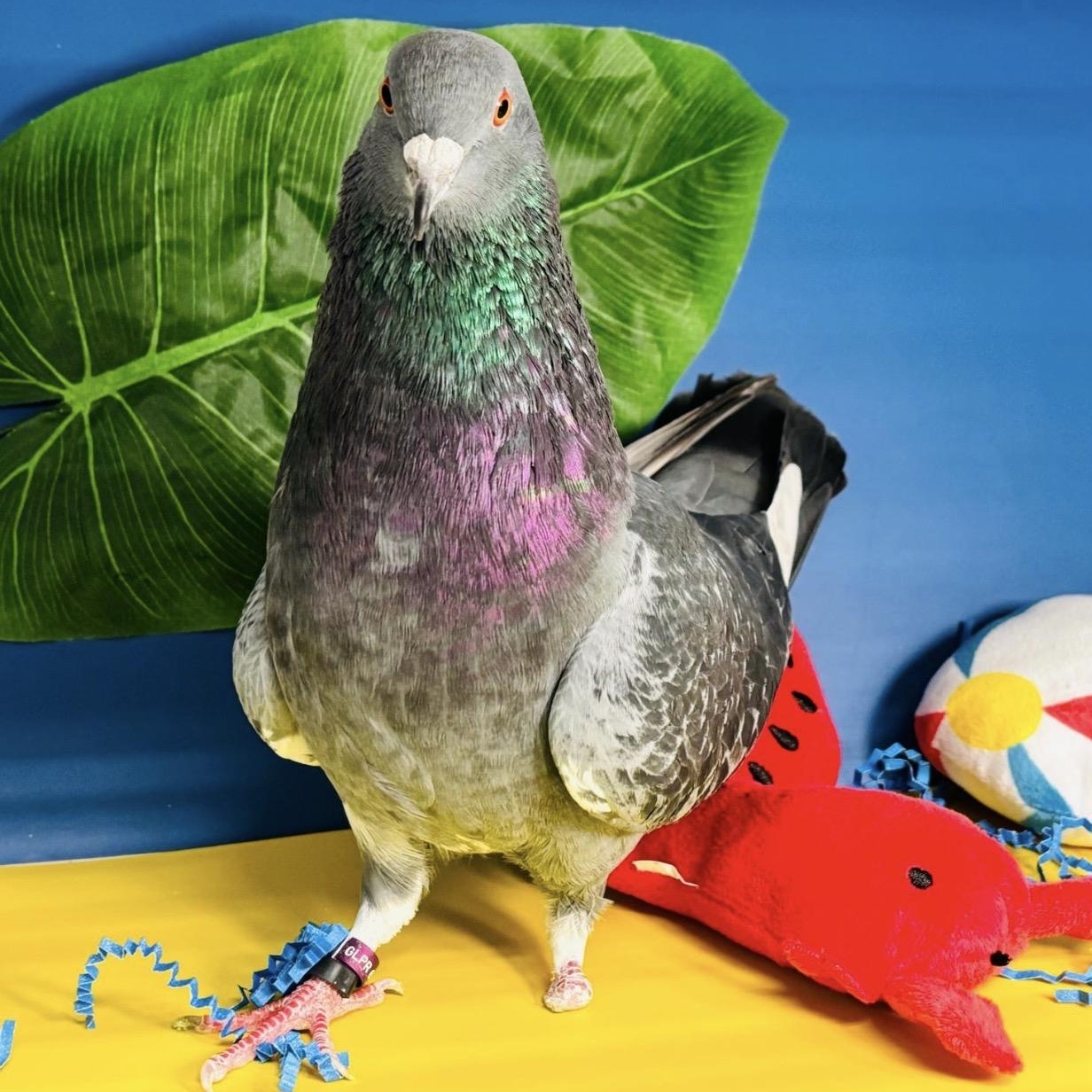 Ricochet, a ADOPTABLE Pigeon in Chicago, IL image 6/6