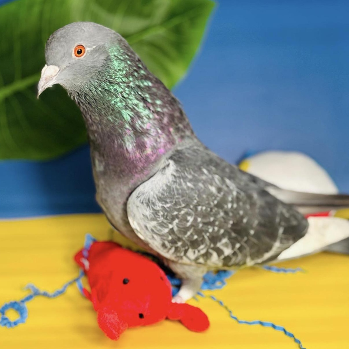Ricochet, a ADOPTABLE Pigeon in Chicago, IL image 4/6