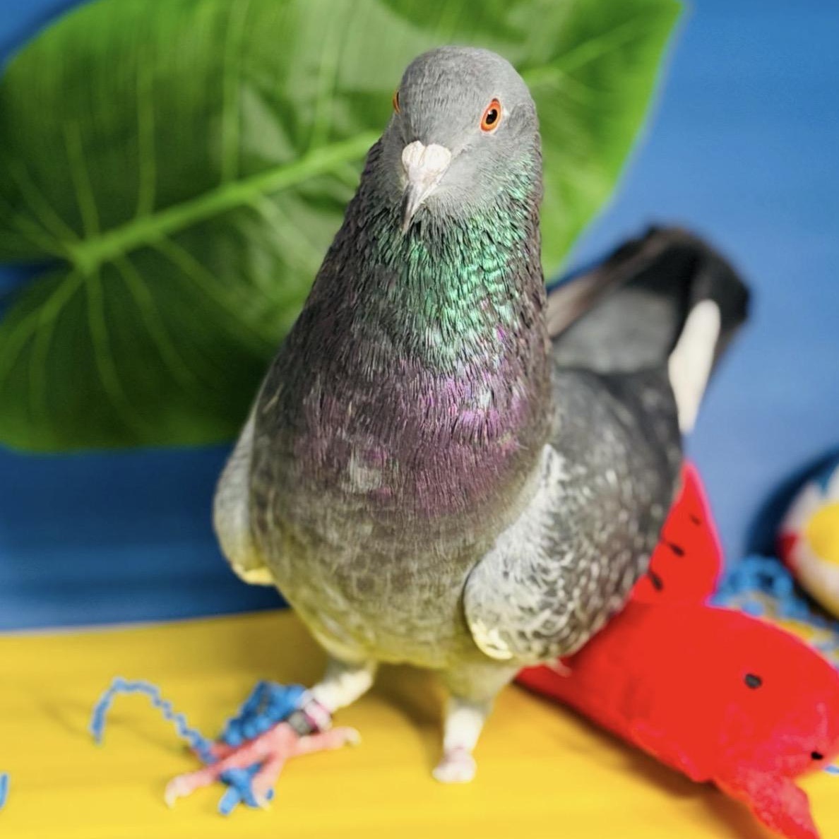 Ricochet, ADOPTABLE, Adult Male Pigeon.