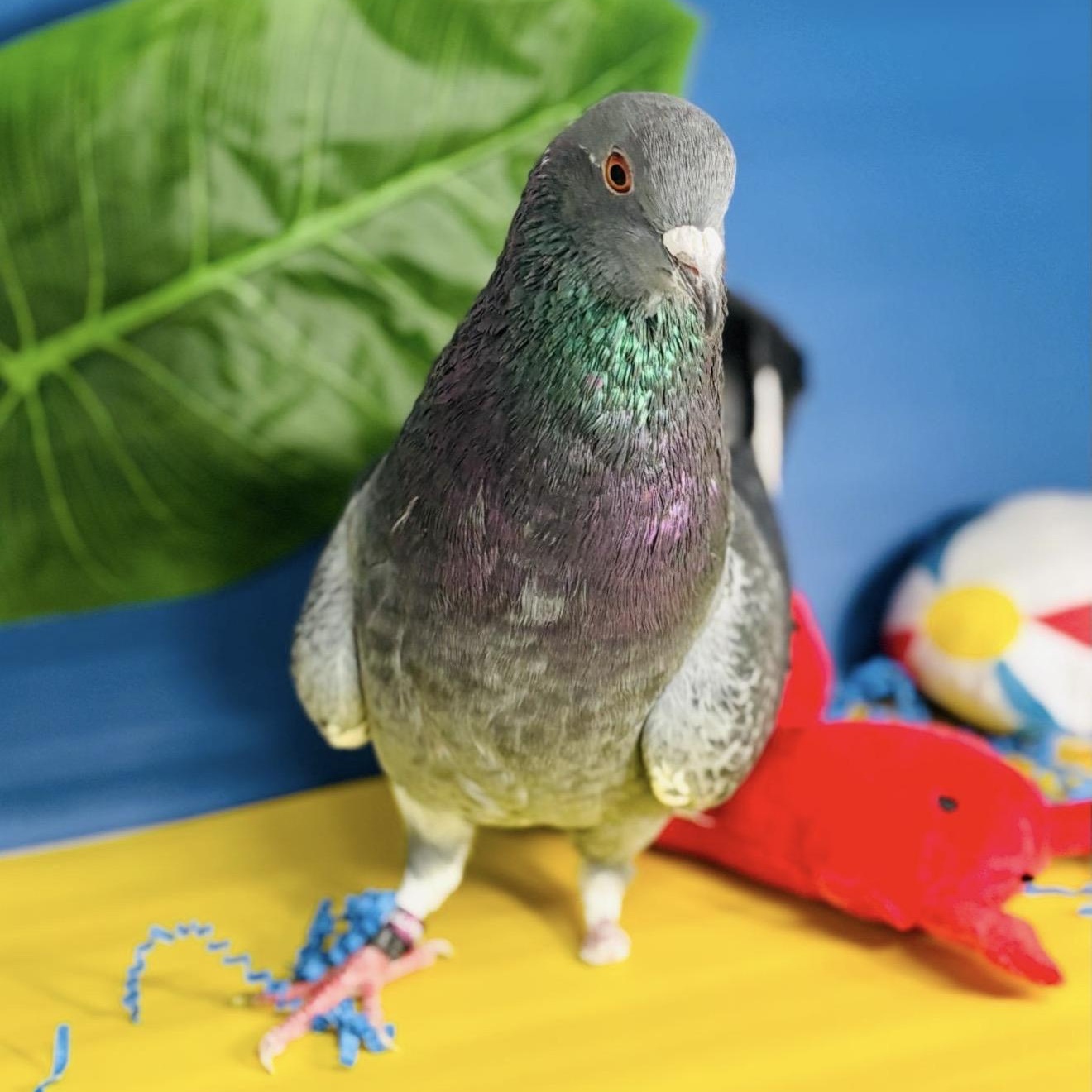 Ricochet, a ADOPTABLE Pigeon in Chicago, IL image 3/6