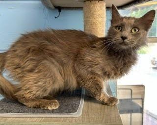 Enlarge Anastasia, a Adoptable mixed breed in Lunenburg, MA image 1/2