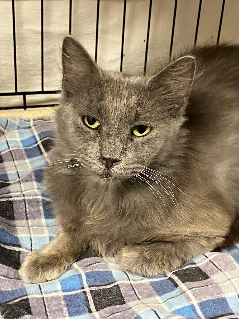 Enlarge Anastasia, a Adoptable mixed breed in Lunenburg, MA image 2/2