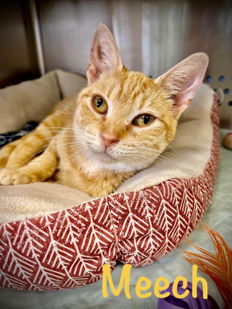 Meech, Adoptable, Young Female Domestic Short Hair.
