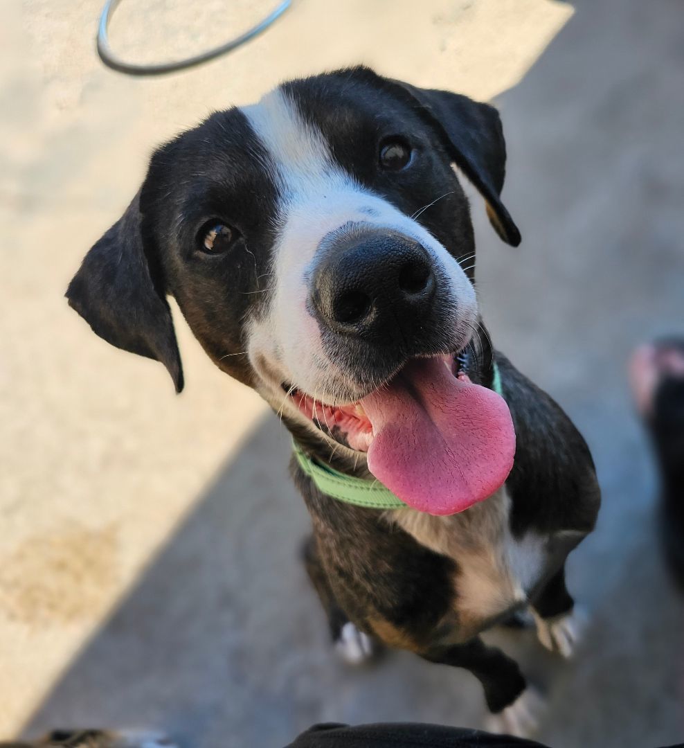 Enlarge RAVI, a Adoptable Australian Cattle Dog / Blue Heeler in TULSA, OK image 1/6