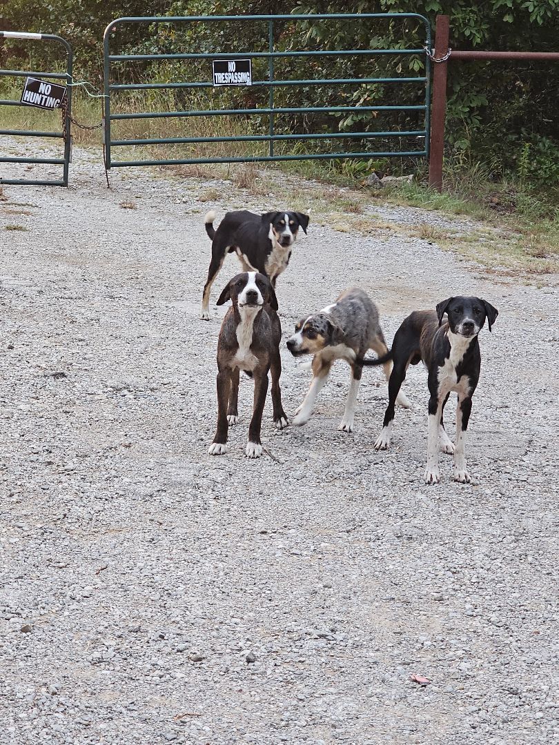 Enlarge RAVI, a Adoptable Australian Cattle Dog / Blue Heeler in TULSA, OK image 2/6