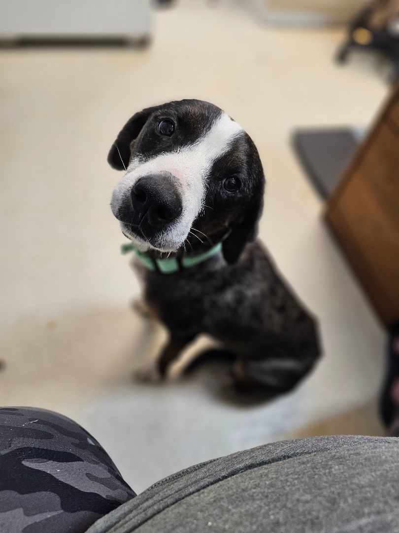 Enlarge RAVI, a Adoptable Australian Cattle Dog / Blue Heeler in TULSA, OK image 3/6