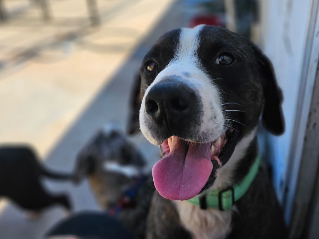 Enlarge RAVI, a Adoptable Australian Cattle Dog / Blue Heeler in TULSA, OK image 4/6