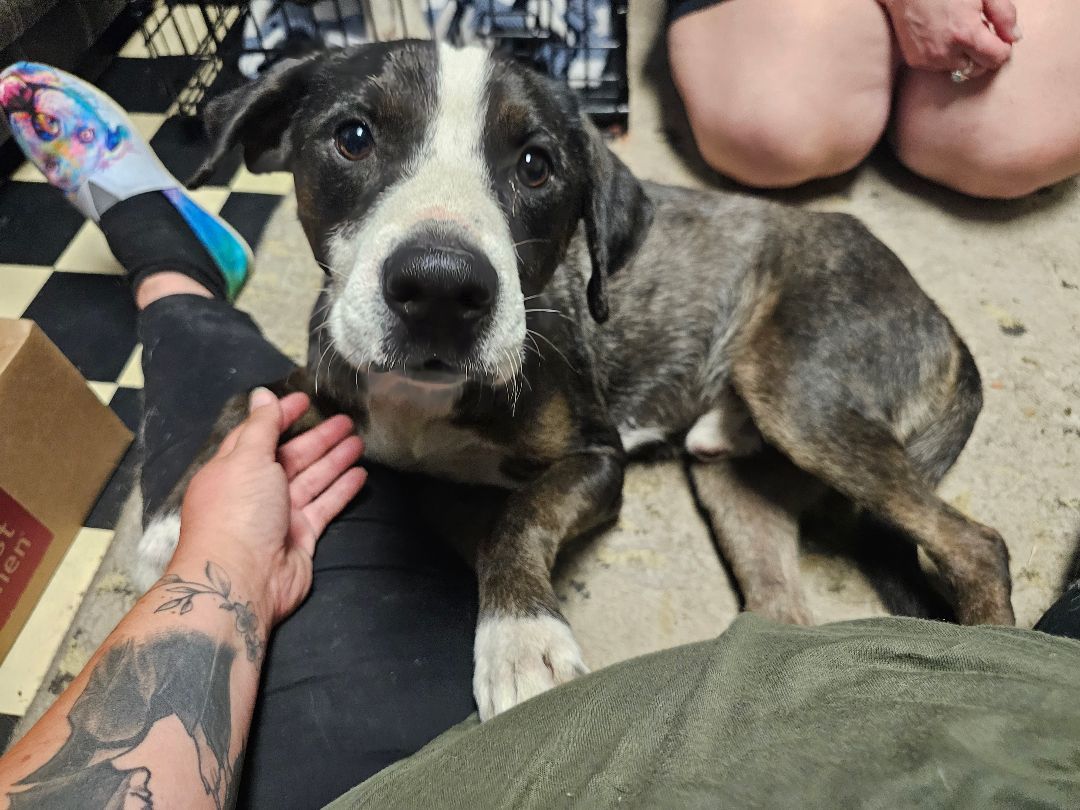 Enlarge RAVI, a Adoptable Australian Cattle Dog / Blue Heeler in TULSA, OK image 5/6