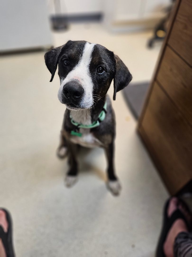 RAVI, Adoptable, Young Male Australian Cattle Dog / Blue Heeler.