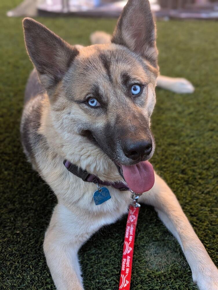 Wiley, Adopted, Young Female German Shepherd Dog & Husky.