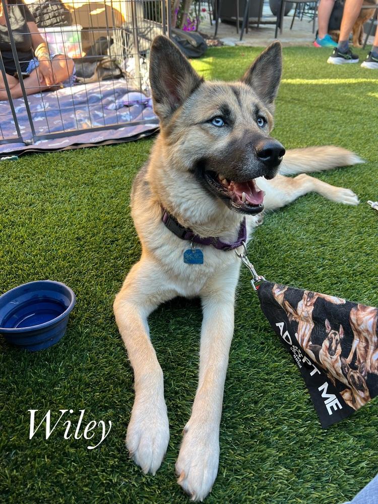 Wiley, a Adopted mixed breed in Pleasant Hill, CA image 2/6