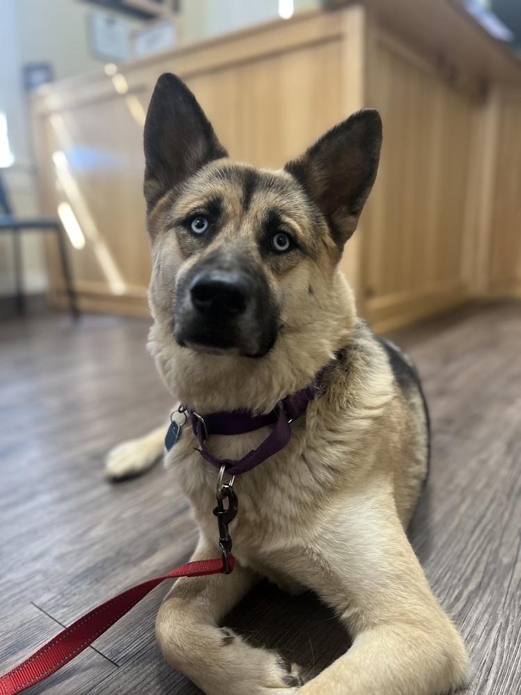 Wiley, a Adopted mixed breed in Pleasant Hill, CA image 3/6