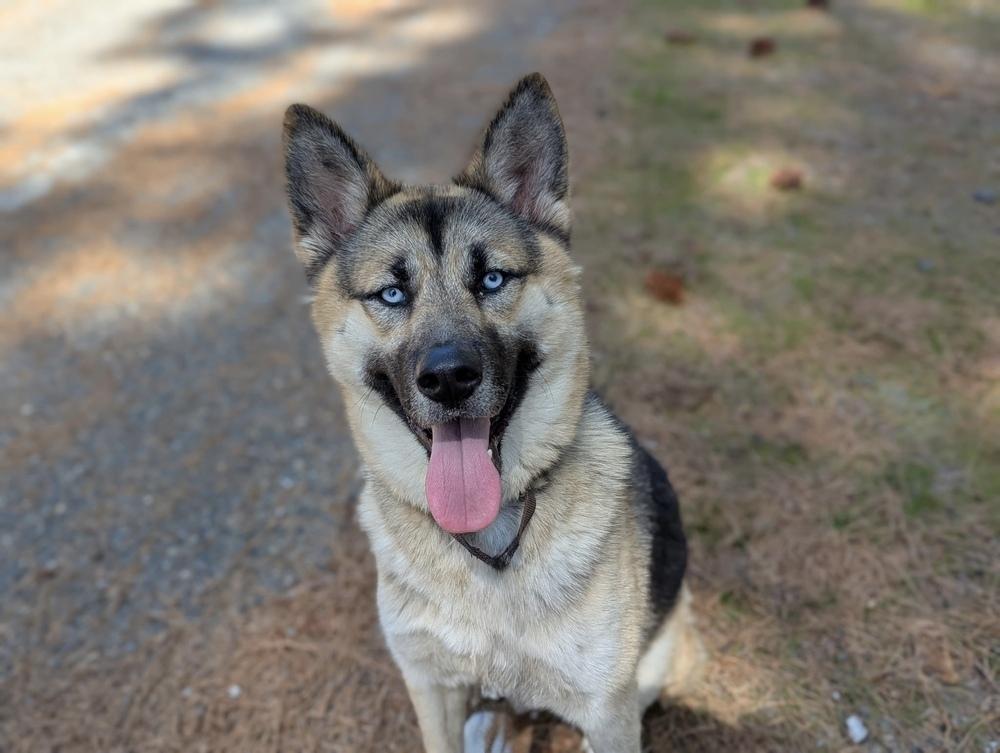 Wiley, a Adopted mixed breed in Pleasant Hill, CA image 4/6