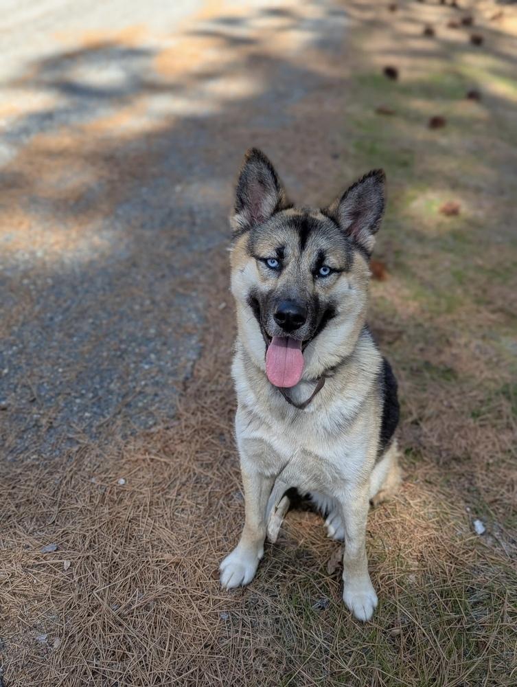 Wiley, a Adopted mixed breed in Pleasant Hill, CA image 5/6