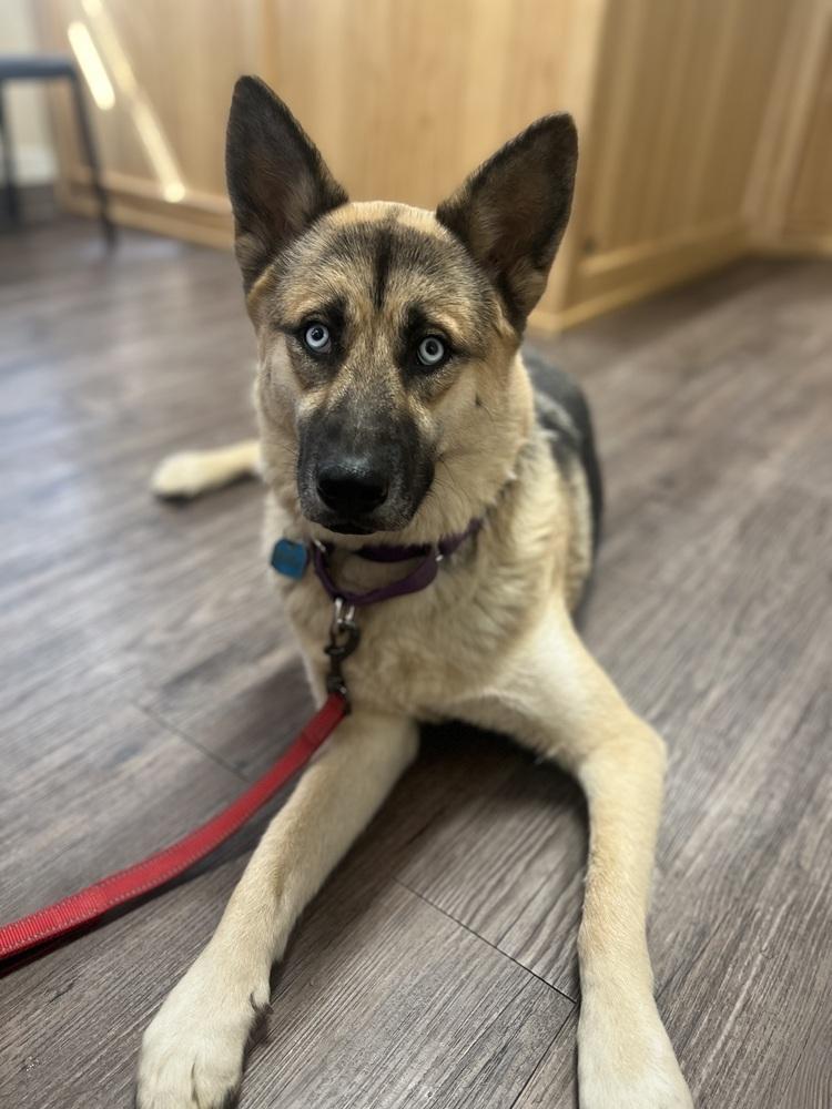 Wiley, a Adopted mixed breed in Pleasant Hill, CA image 6/6