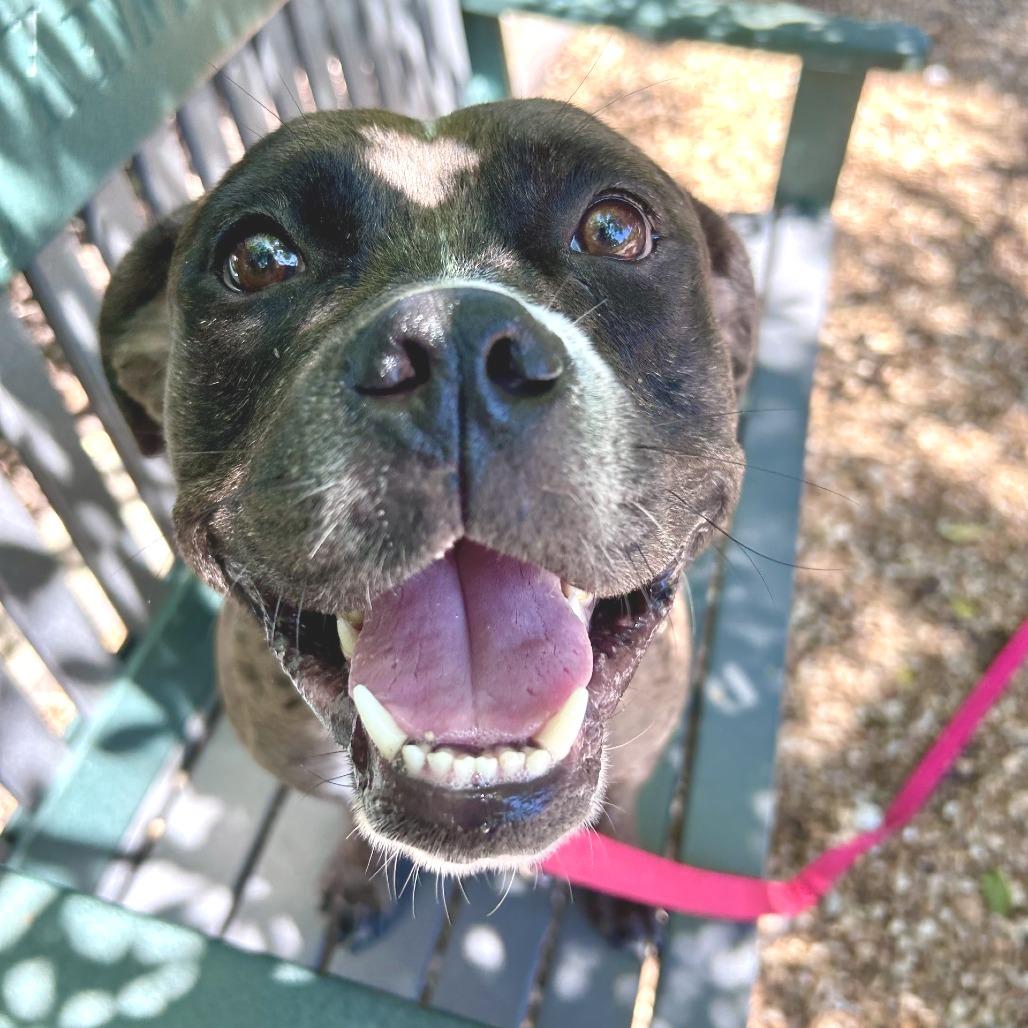 Enlarge Moon, a Adoptable Mixed Breed in Sarasota, FL image 1/6
