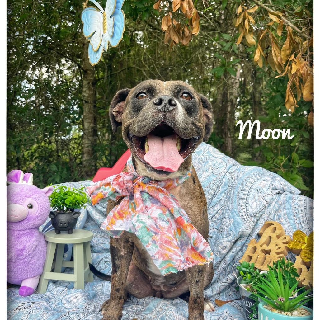 Enlarge Moon, a Adoptable Mixed Breed in Sarasota, FL image 2/6