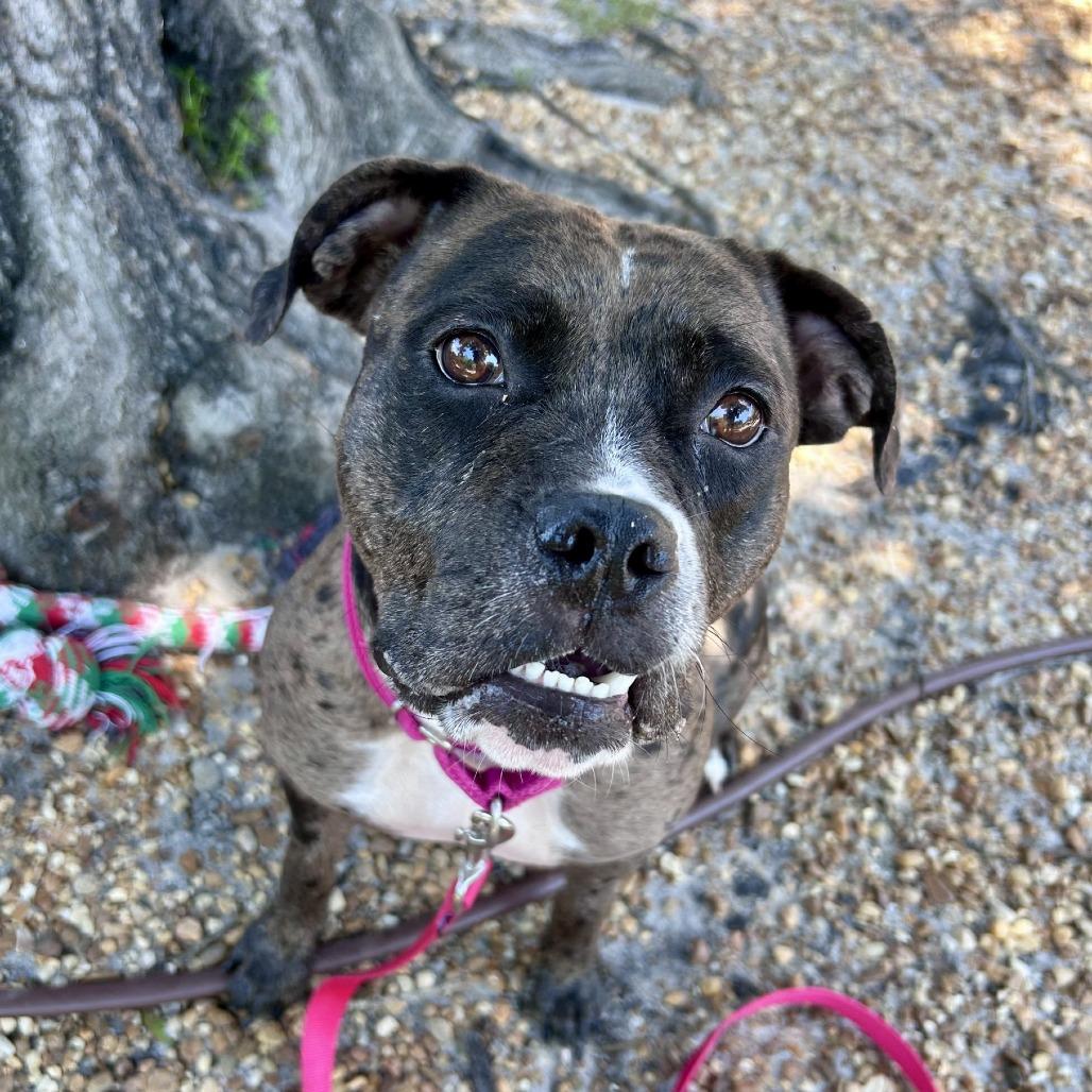 Enlarge Moon, a Adoptable Mixed Breed in Sarasota, FL image 3/6