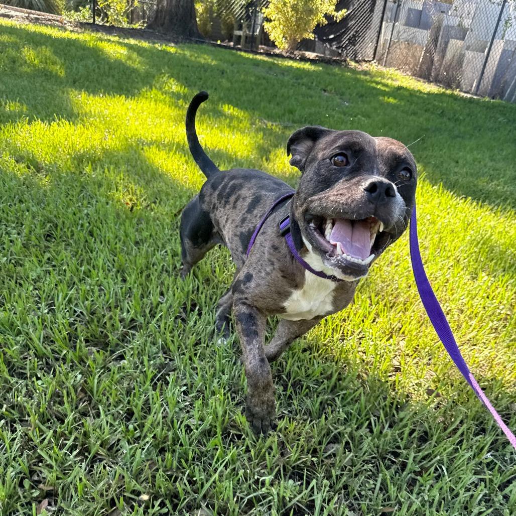 Enlarge Moon, a Adoptable Mixed Breed in Sarasota, FL image 4/6