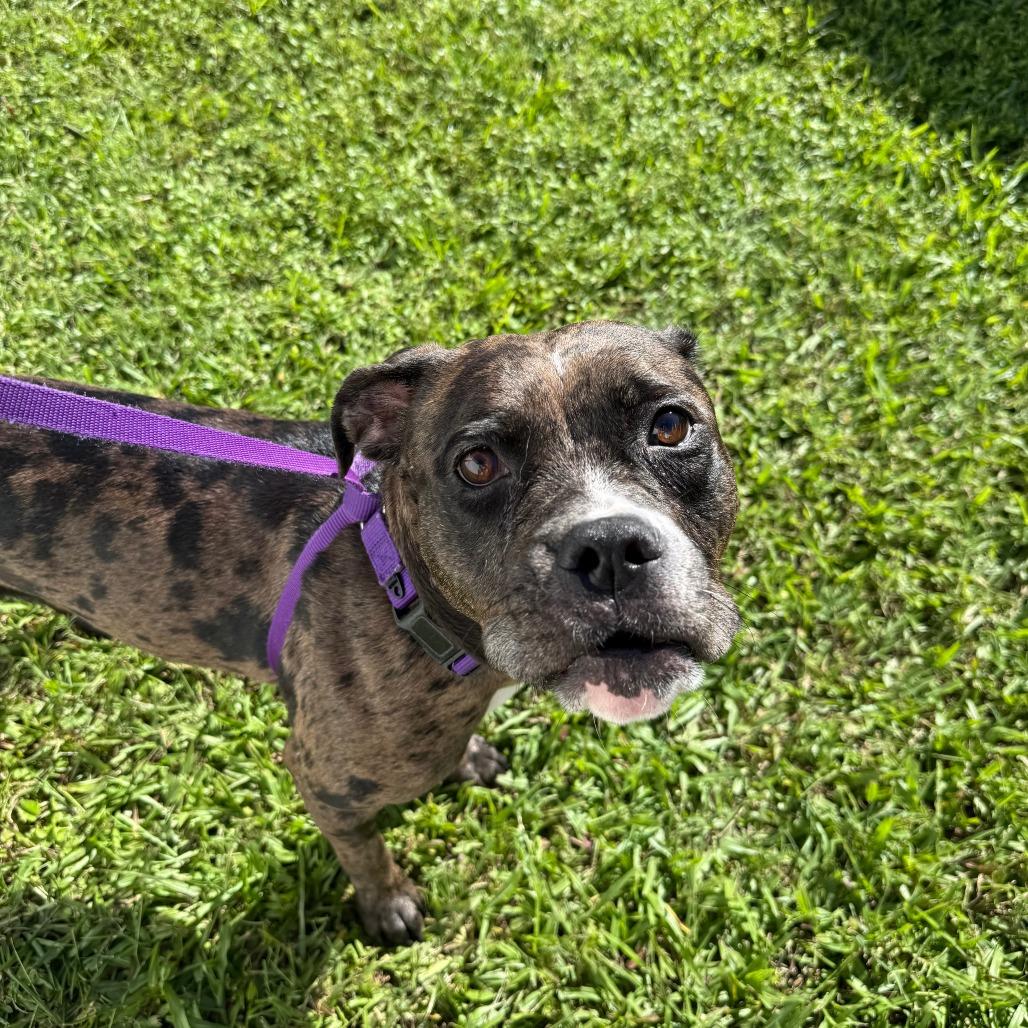 Enlarge Moon, a Adoptable Mixed Breed in Sarasota, FL image 5/6