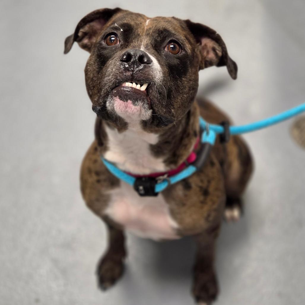 Enlarge Moon, a Adoptable Mixed Breed in Sarasota, FL image 6/6