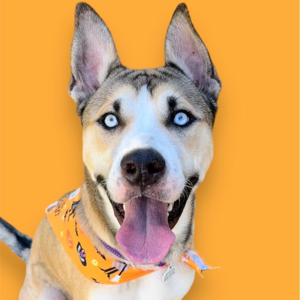 Enlarge Kirby, a Adoptable mixed breed in Scottsdale, AZ image 1/1