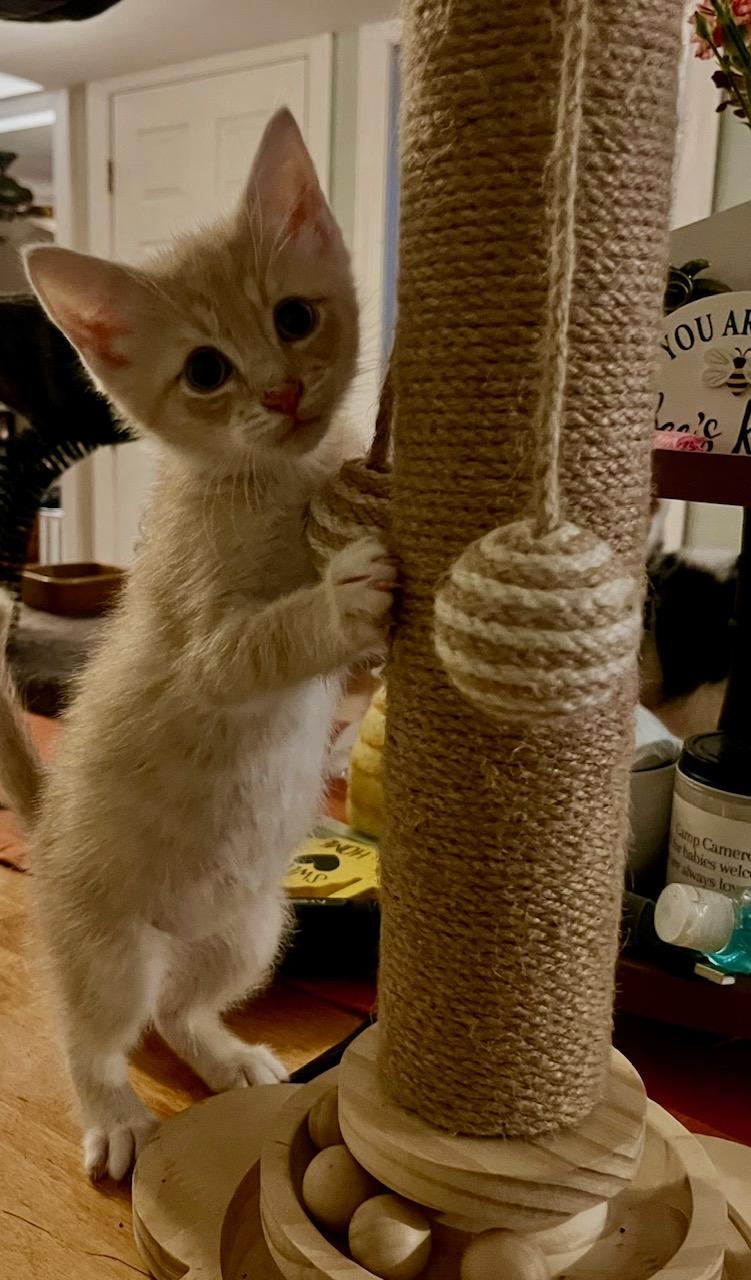 Easton & Finley, a Adoptable mixed breed in Richmond, VA image 5/6