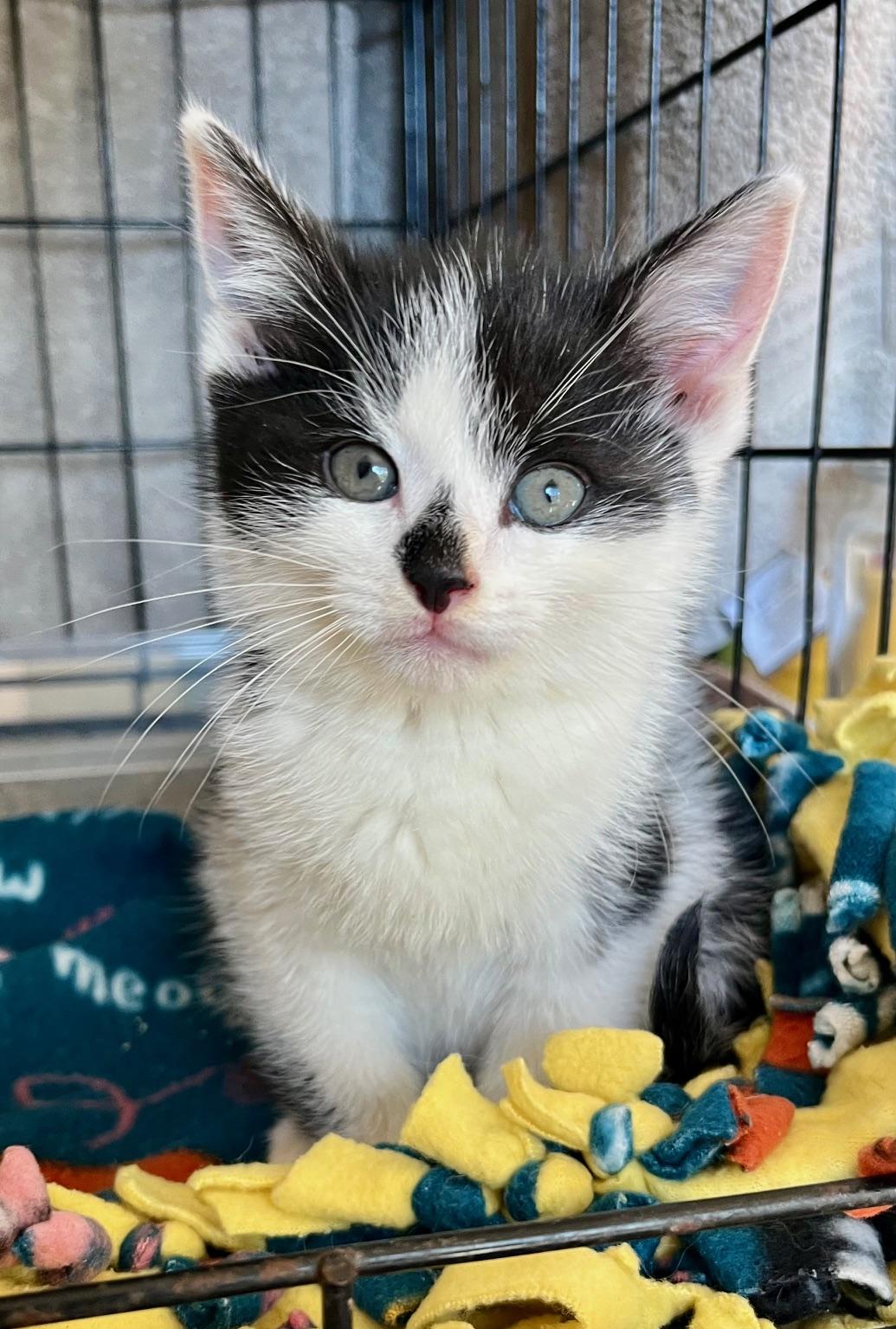 Easton & Finley, a Adoptable mixed breed in Richmond, VA image 4/6