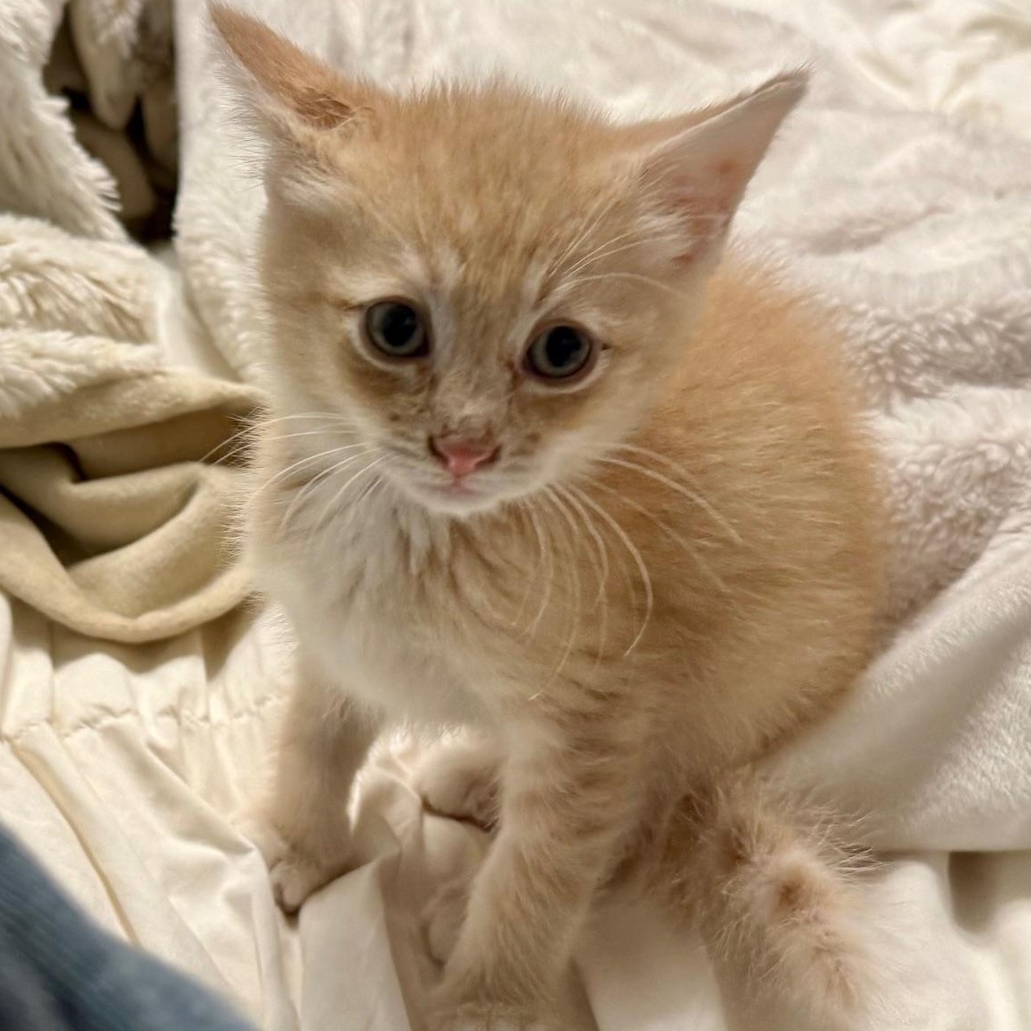 Easton & Finley, a Adoptable mixed breed in Richmond, VA image 3/6